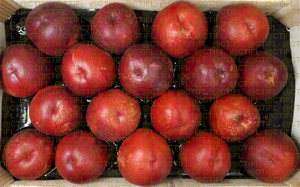Fiches variétales Pêches Nectarines - Variété Nefertiti, nectarine à chair jaune (plateau)